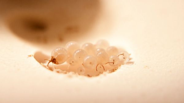 Identifier et traiter les oeufs de punaises de lit efficacement